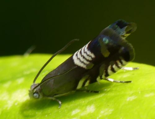 Réf. 286 866 : Grapholita compositella